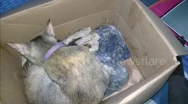 Man helps his cat give birth when she look difficulty giving birth