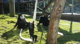 Cheeky monkey: Adorable primate uses adult's tail for climbing practice