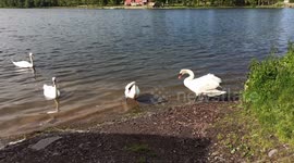 Flock of beautiful swans feed on algae on a small lake.