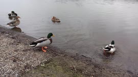 Cute ducks chasing each other on small lake near village