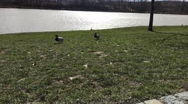 Cute ducks chasing each other on small lake near village part2