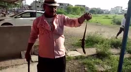 Monitor lizard rescued from residential area in central India