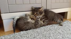 Two kittens born a few months ago play with each other