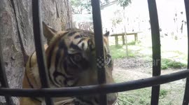 This Heart Warming Tiger who Kiss the Camera When We Call  His Name, So cute