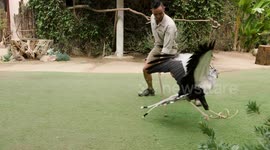 Watch this secretary bird take down its prey using its vicious stomp