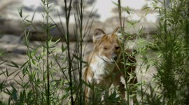 What Exactly is a Dhole?