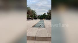 Wild monitor lizard swims the length of restaurant water feature