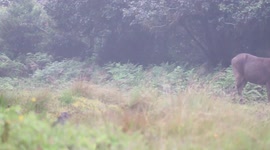 Rare mountain leopard attempts to hunt down deer in central Sri Lanka