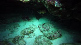 Nurse shark or cat shark, I observed it sleeping at a depth of 12 meters since they are nocturnal