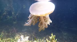 The inverted jellyfish (Cassiopea xamachana) is a species of tropical jellyfish