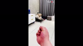 'Smart dog takes offense to owner showing it the middle finger!
'