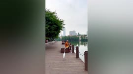 Little egret lingers beside Chinese fisherman, waiting to be fed