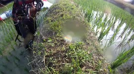 South Korean paraglider crash lands in thick mud and has trouble getting unstuck