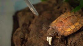 Those reptiles can't be happier living with this protector