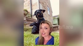 UK vet divides opinions after sharing dog tips including never throwing them a stick and never feeding them raw food