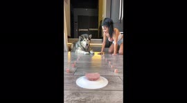 Who will eat the sausage chunks faster? Ukrainian woman or Alaskan Malamute?