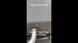 Green Frog Chilling in Backyard Grill!