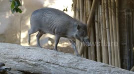 Endangered piglets checking out their new home is the cutest thing you’ll see all day