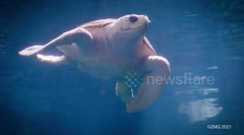 Massive sea turtle weighs over 200 pounds