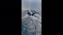 2 orcas swim directly under fishing pier, just a Puget Sound Thursday night