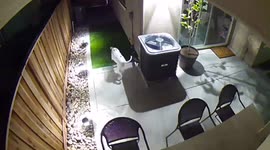 Dog Walks Into Screen Door