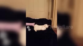 Dog Plays With Door Spring