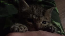 Cat Chews on Boy's Hand