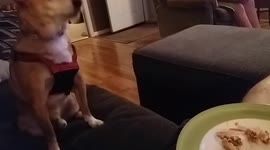 Dog Whines for Food