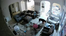Dog Runs Through Living Room