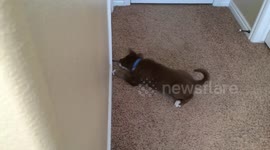 Dog Plays With Wall Stopper