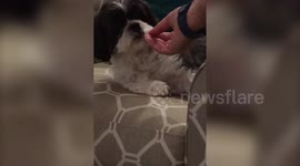 Dog Tries to Eat Marshmallow