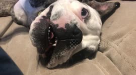 Dog Grunts and Barks