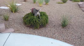 Dog Stands in Bush
