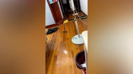 Rat leaps over several glue traps to escape home in china