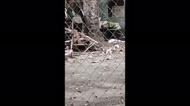 A bird is picking a fight with a cat but the cat cat cant get a hold of the bird