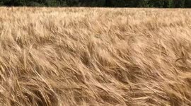 Wheat fields, wheat harvest, summer, Ireland, Irish farm, food supply Europe, bread products, food stocks Europe, EU farmers, Irish countryside, rural, Ukraine war food shortages, hot summer Europe,