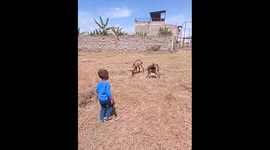 Young boy disturbing goats until they decide to respond back