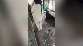 Aggressive bird kicks vet student's backside