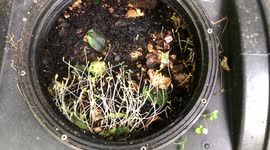 Ants and other insects Composting in my backyard compost bin