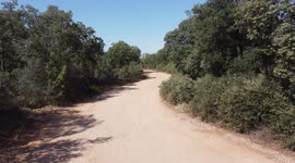 Drone flight along a rural road that ends with a collision with a tree