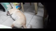 temp