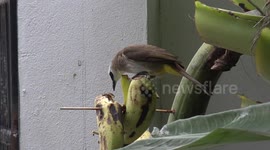 A bird and a butterfly fight over a banana in my garden, in Thailand.