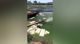 Ice cubes thrown into pond to keep fish cool during high temperatures in China