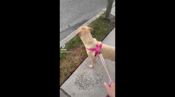 Abused dog spent two years living outside chained to a tree in the sweltering heat discovers the world!