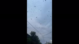 Thousands of birds filled the sky before the tornado hit the area