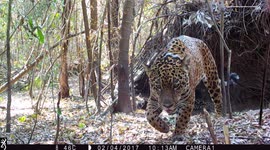 RAW VIDEO: First Jaguars Born In Argentinian Forest Where They Went Extinct 70 Years Ago 2/2