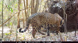 RAW VIDEO: First Jaguars Born In Argentinian Forest Where They Went Extinct 70 Years Ago 1/2