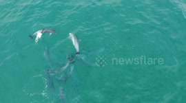 Bottlenose dolphin gang bang! Massive pod of dolphins get frisky in South Africa
