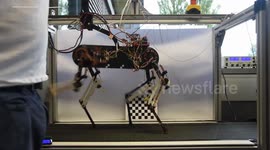 RAW VIDEO: Robot Dog Learns To Walk From Scratch In An Hour 2/5