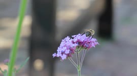 Slow motion footage of a Bee doing a wee, Sussex, UK
